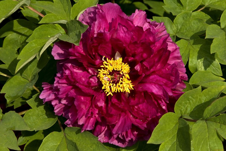 Пион древовидный сапфир