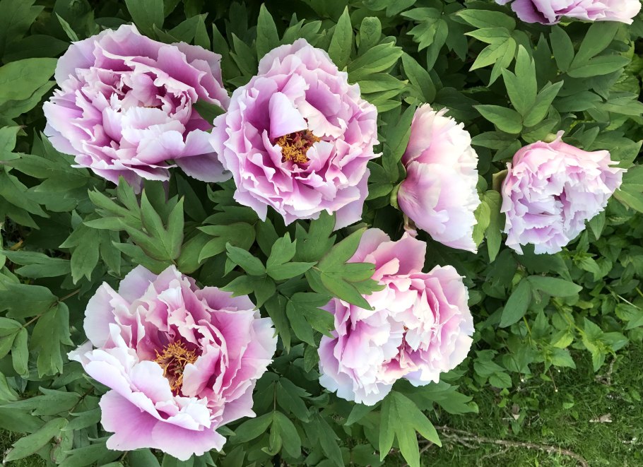 Пион древовидный коралловый алтарь