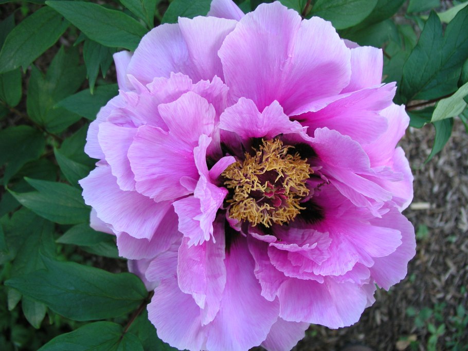 Пион древовидный Сейдай