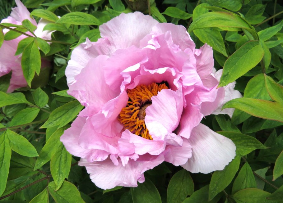 Древовидные пионы