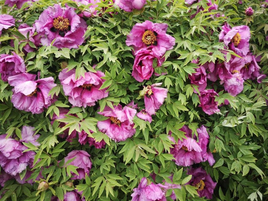 Пион древовидный Эрли Блэк