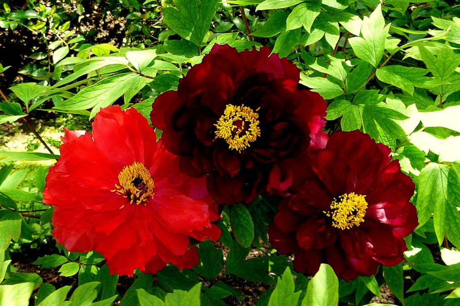 Пион древовидный Блю Чиф