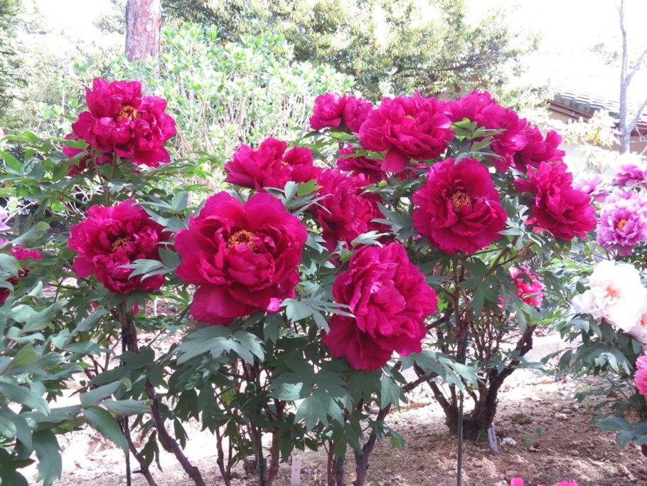 Пион древовидный Лантиан Джей