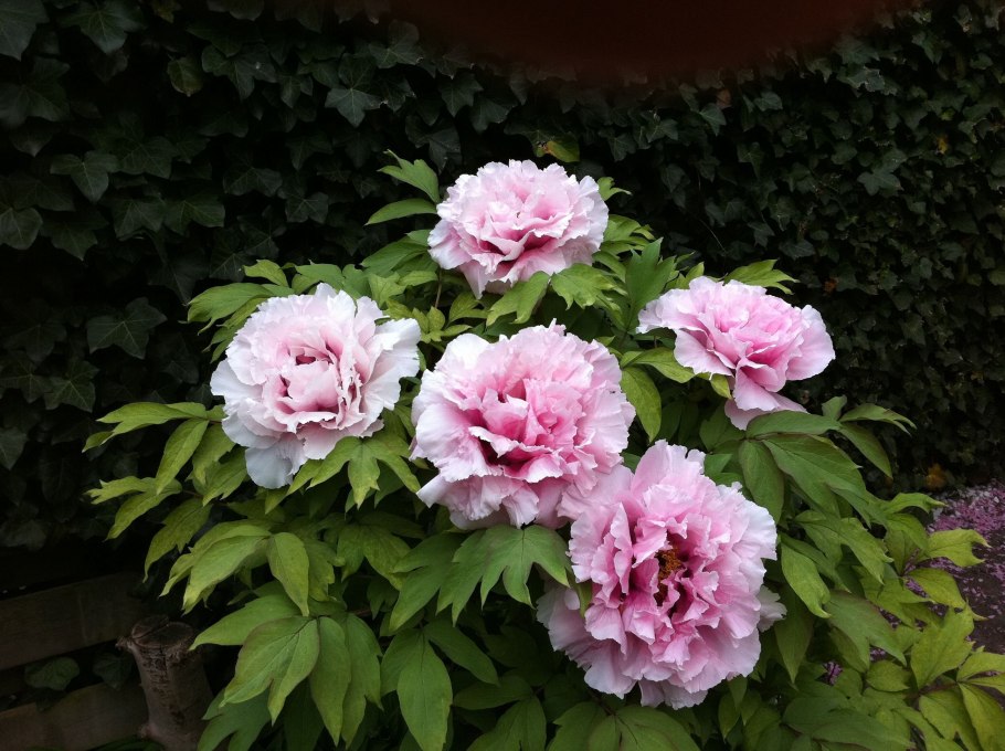 Пион древовидный блю чиф