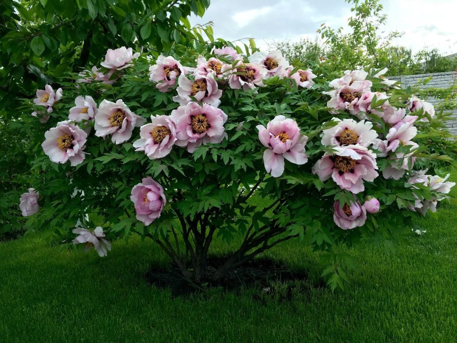 Пион древовидный Кинко