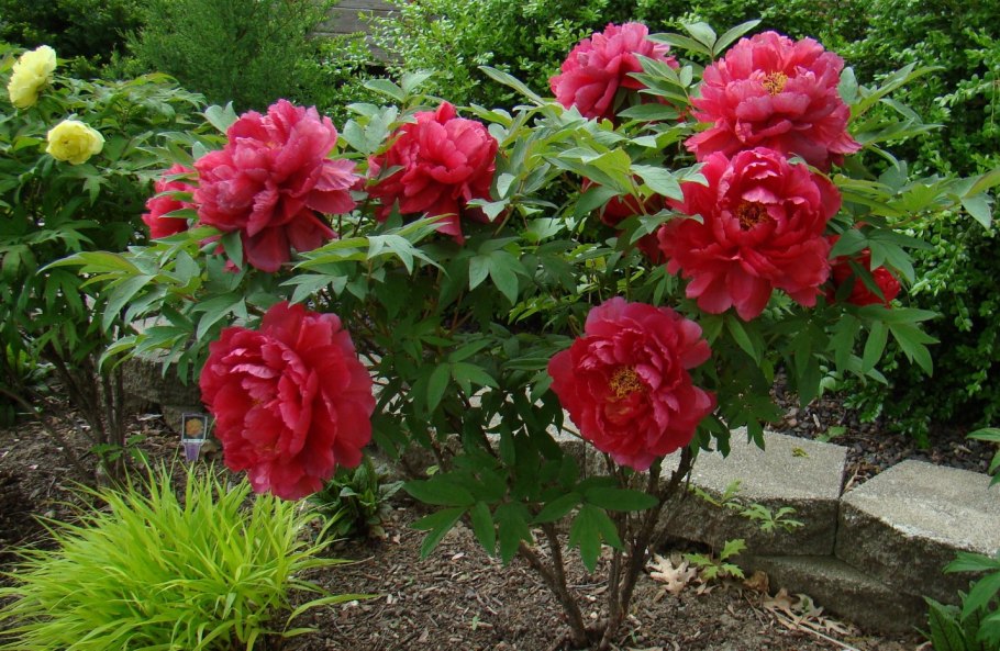 Пион древовидный Шимадайджин