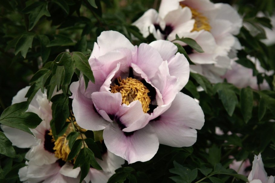 Пион древовидный Shimadaijin