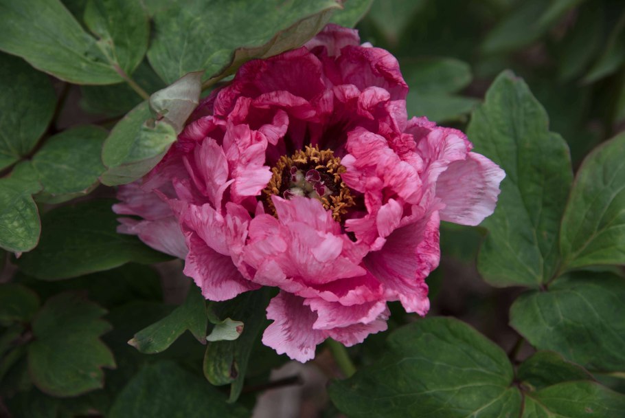 Древовидные пионы