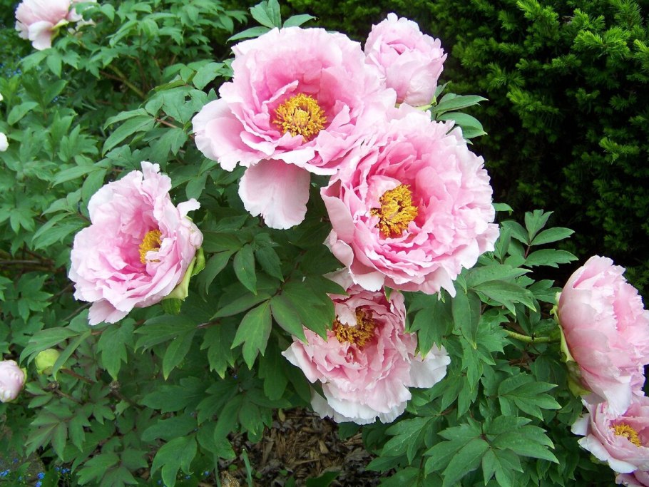 Пион древовидный suffruticosa