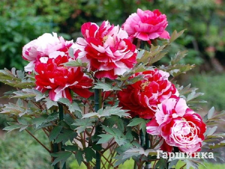 Пион древовидный сестры Киао