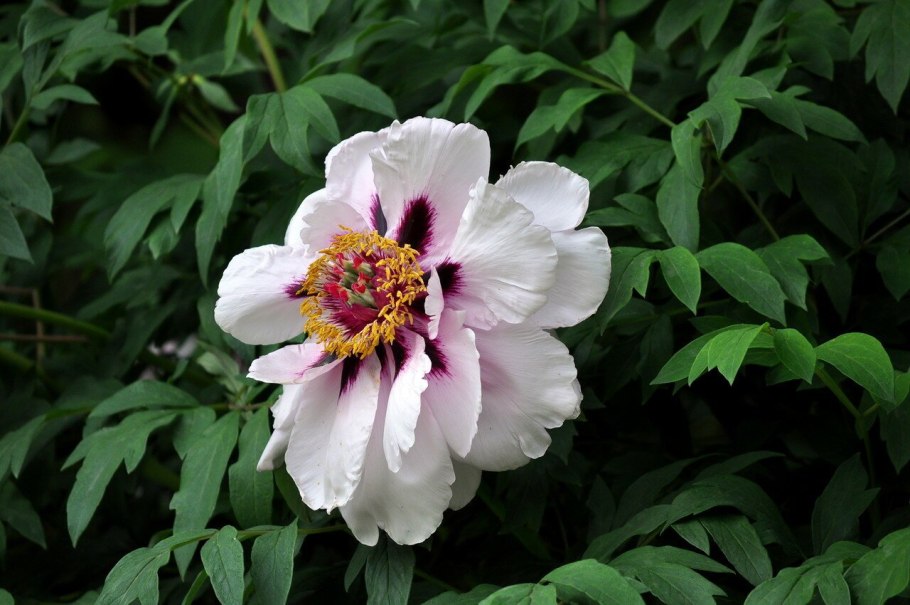 Пион древовидный suffruticosa