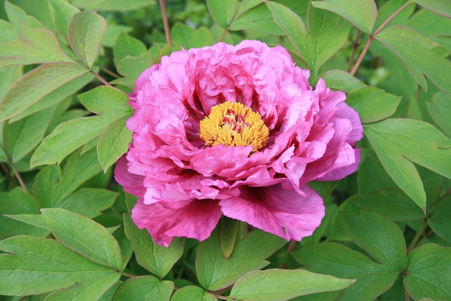 Пион древовидный кинко