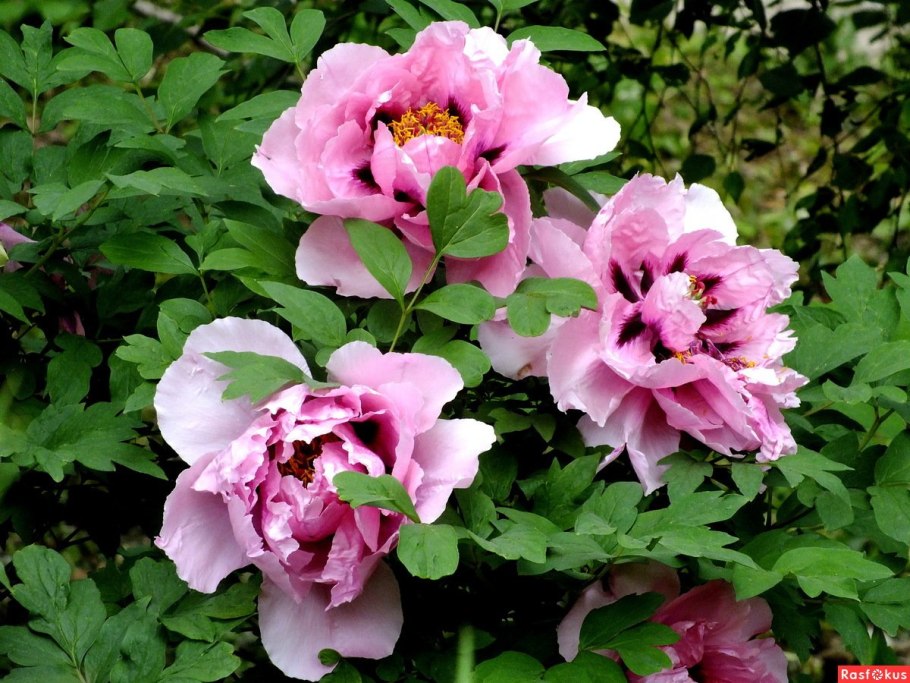 Пион древовидный Нью Сан Мун