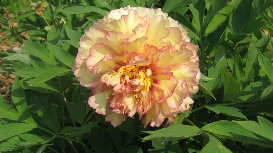 Пион древовидный сапфир