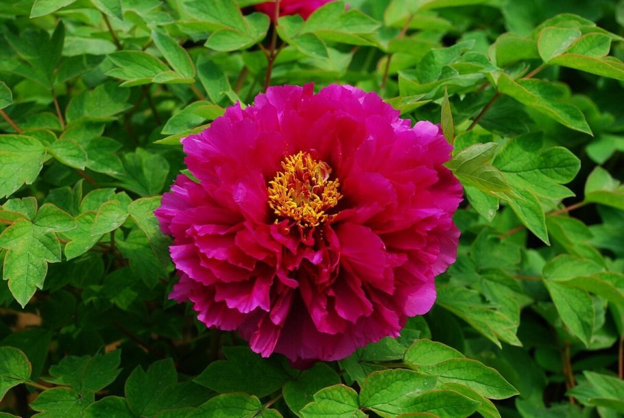 Пион древовидный pinkish Blue