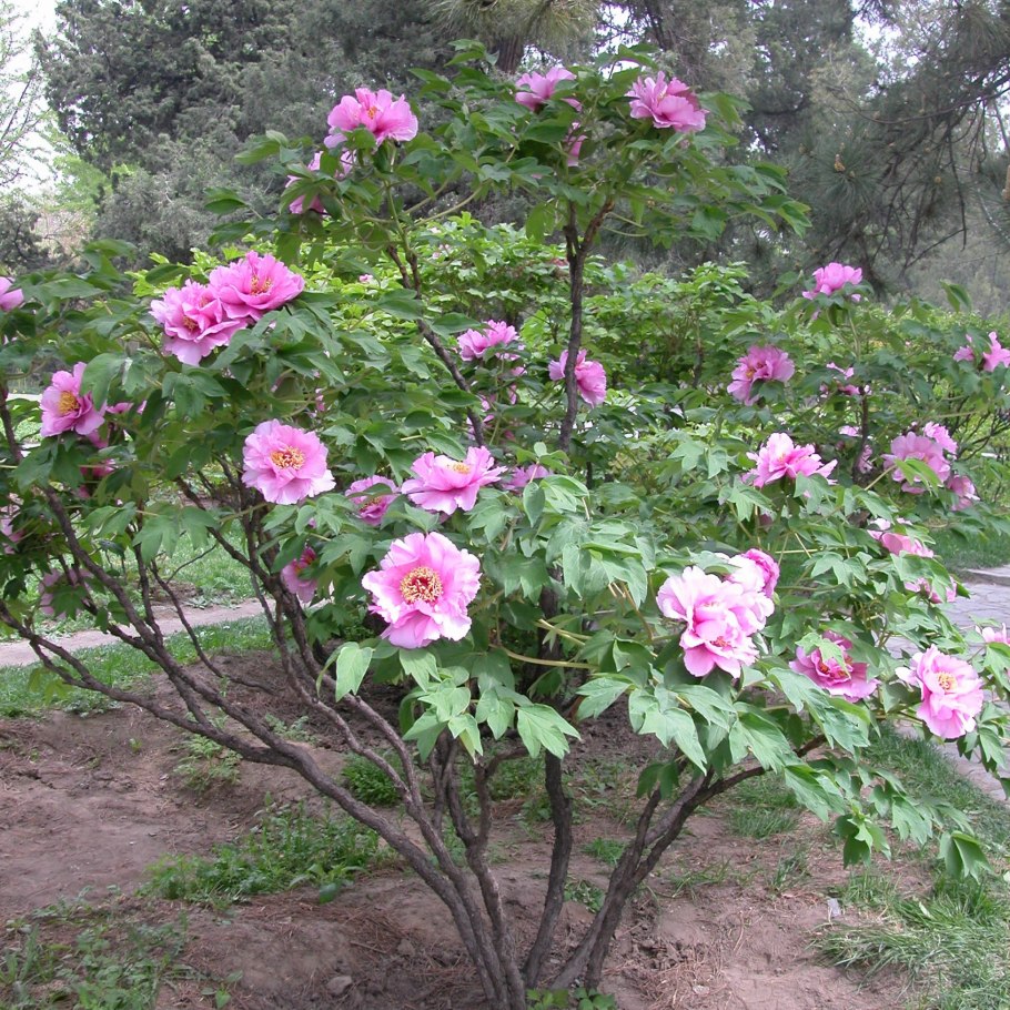 Пион древовидный Кинши