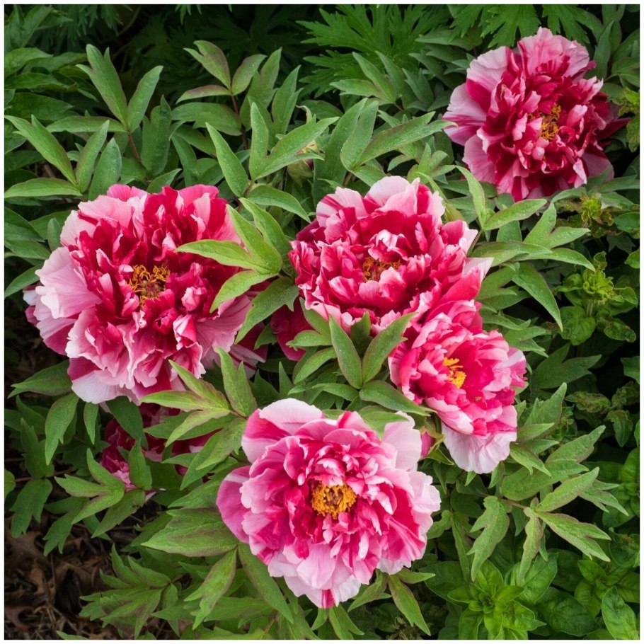 Древовидные пионы