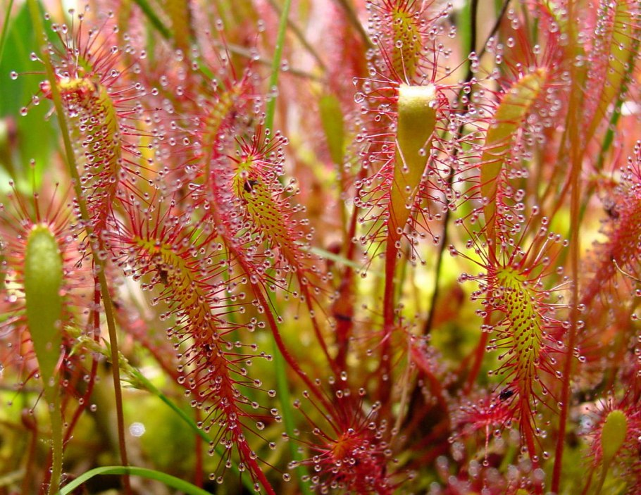 Росянка (Drosera)