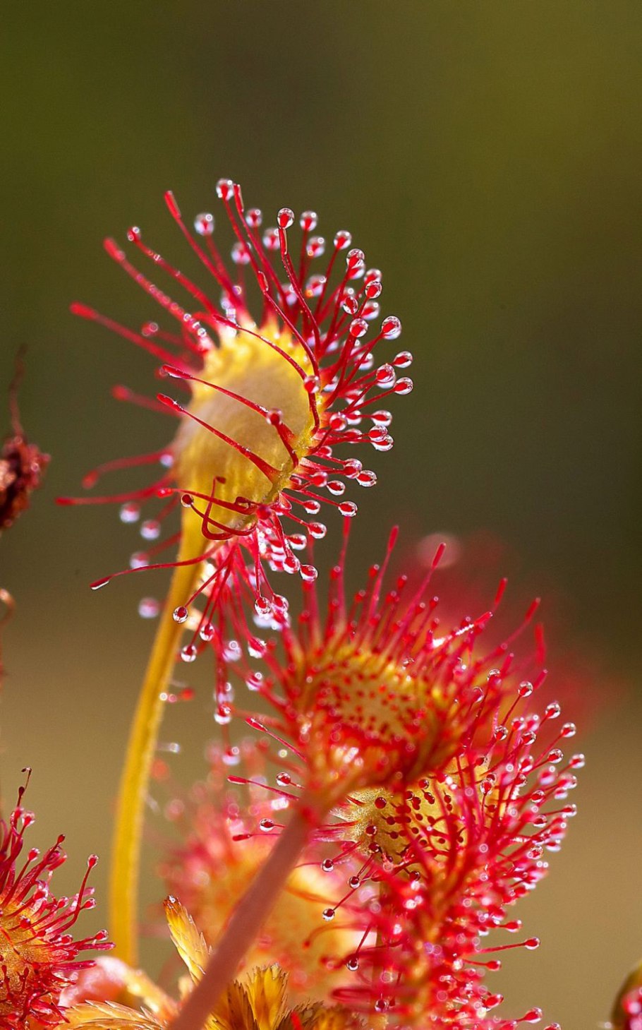 Росянка длиннолистная