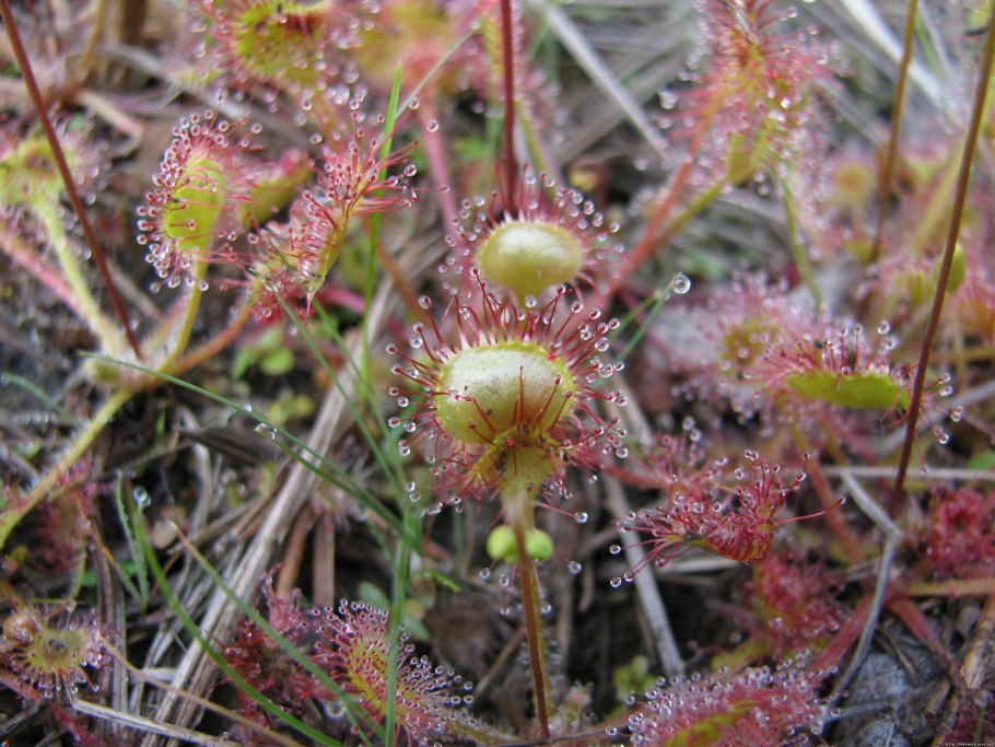 Росянка ладанникоцветная