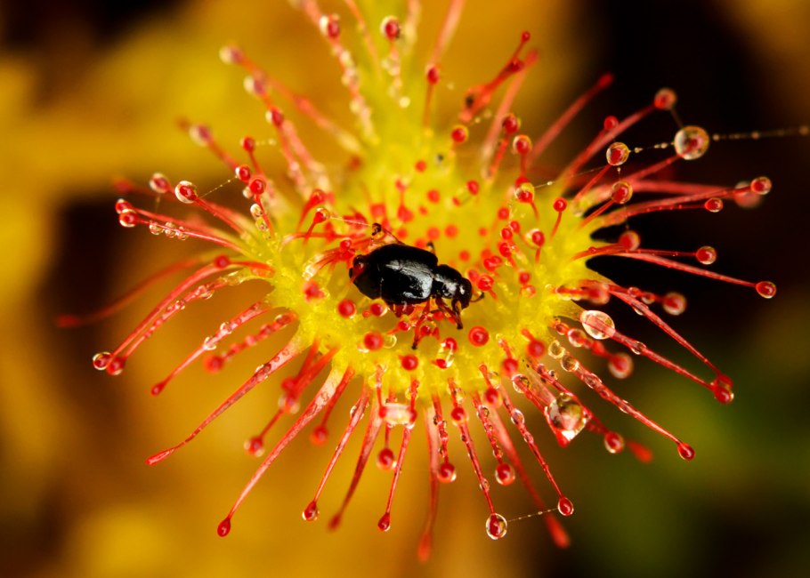 Росинка круглолистная