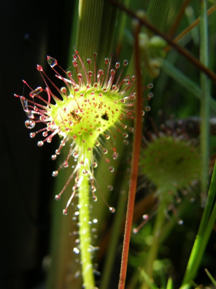 Росинка круглолистная