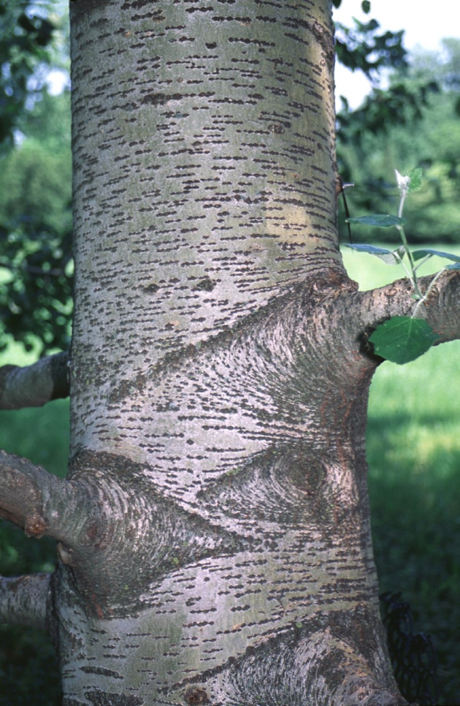 Тополь дерево