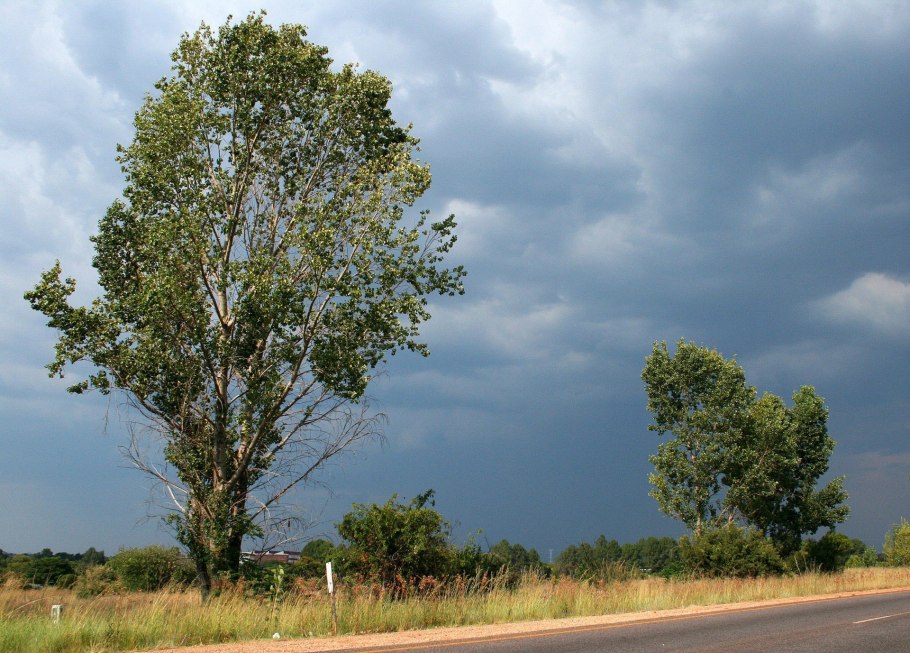 Populus Alba Тополь белый
