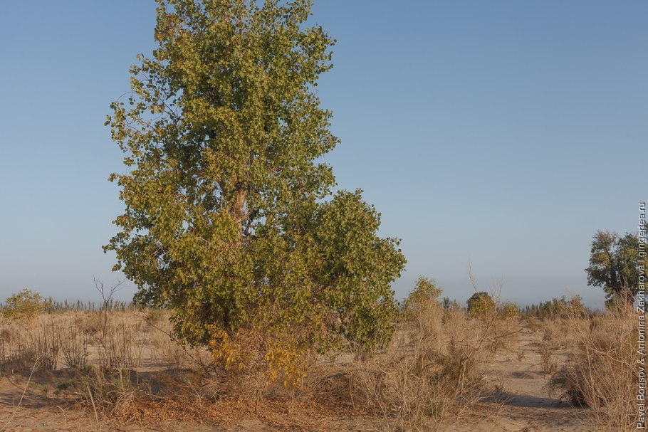 Ива пуховая