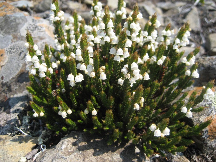 Кассиопея вересковидная