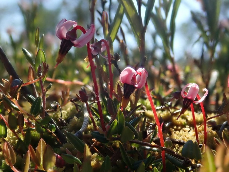 Крокус осеннецветущий Кассиопея