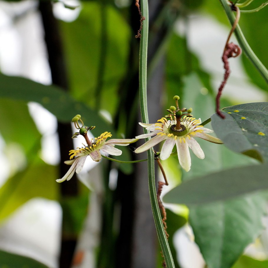 Крокус спец. Кассиопея