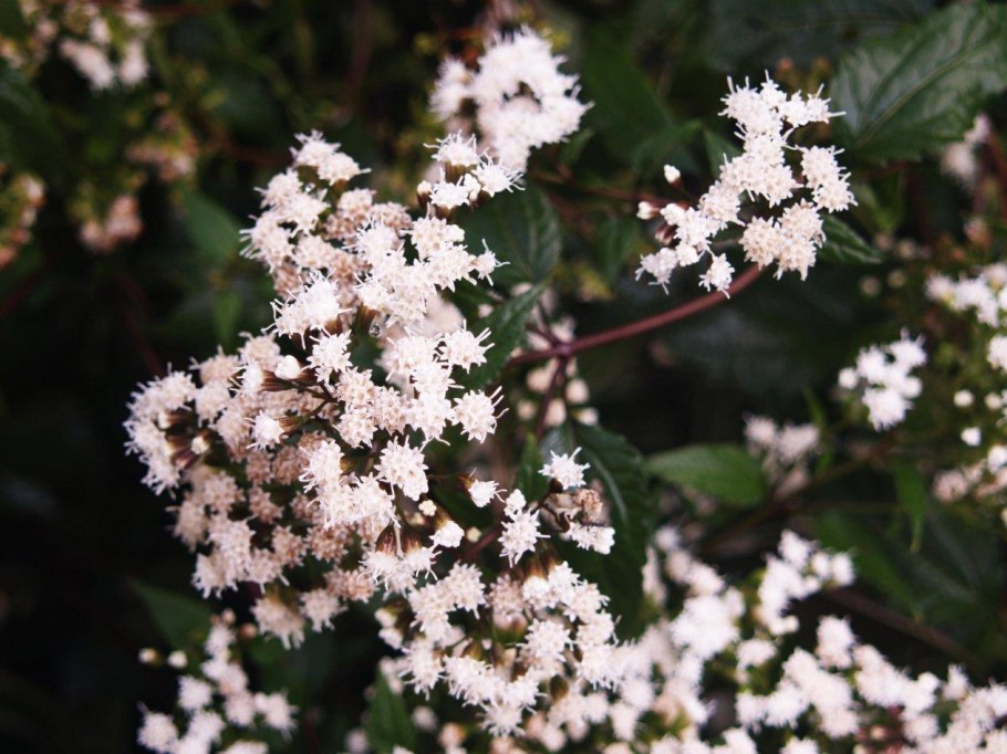 Букет "Кассиопея"