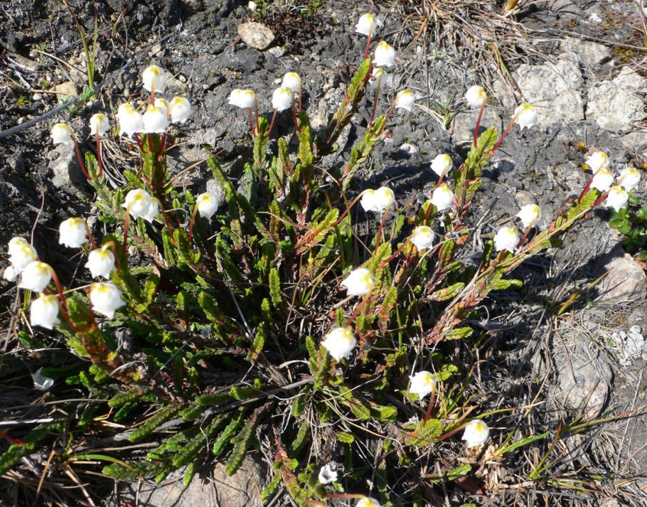 Cassiope Tetragona