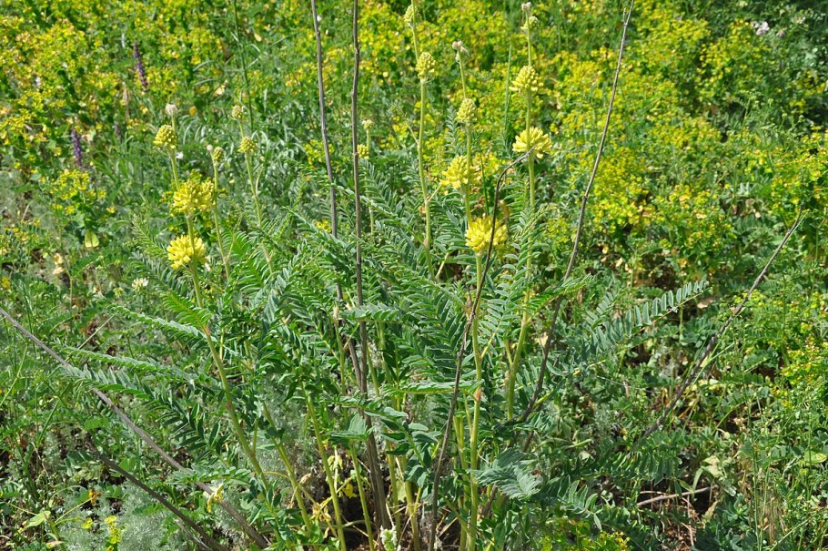 Астрагал Клера Astragalus clerceanus