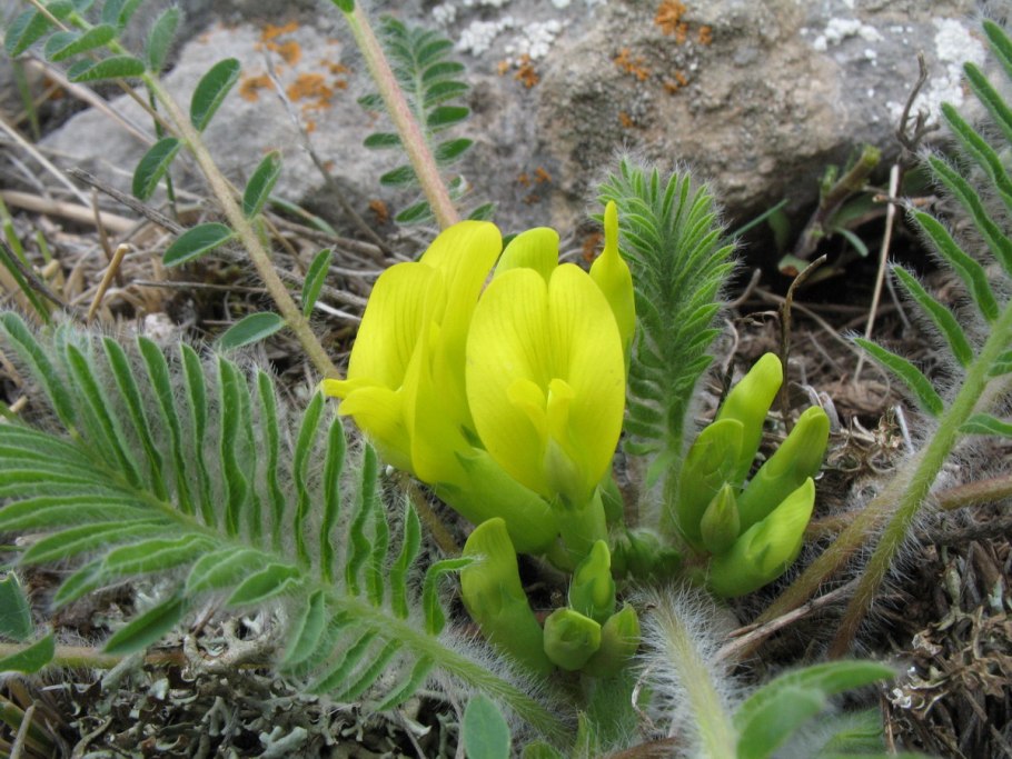 Astragalus Alopecurus