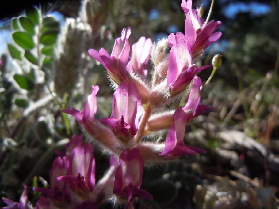 Астрагал шерстистый