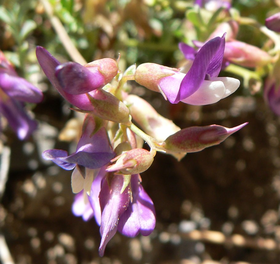 Астрагал нутовый (Astragalus Cicer l.)