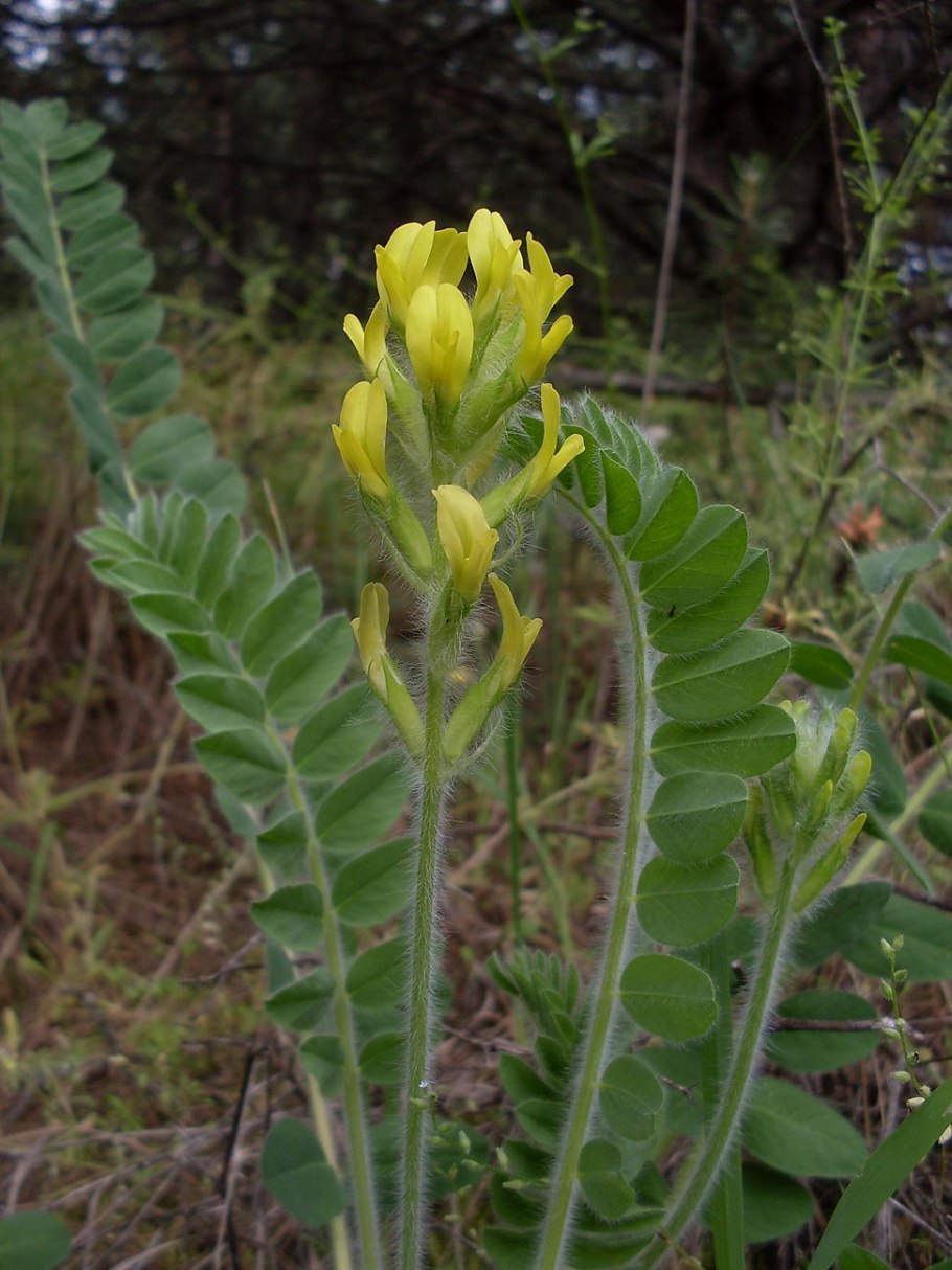 Астрагал лисохвостный