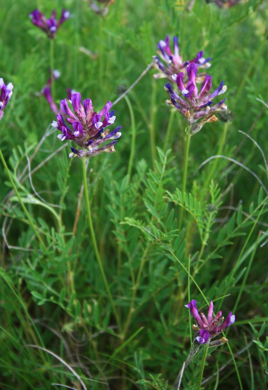 Кустарниковый астрагал в пустыне