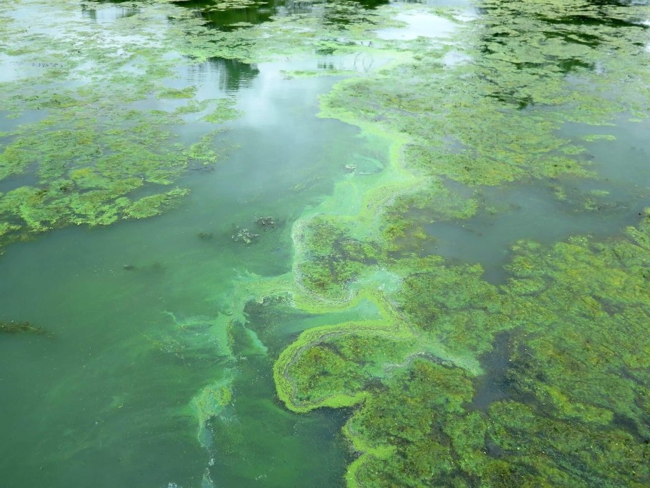 Spirulina водоросль