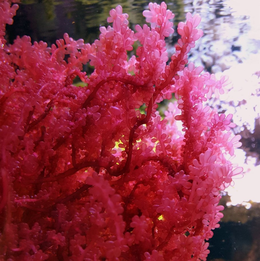 Каллитамнион водоросль