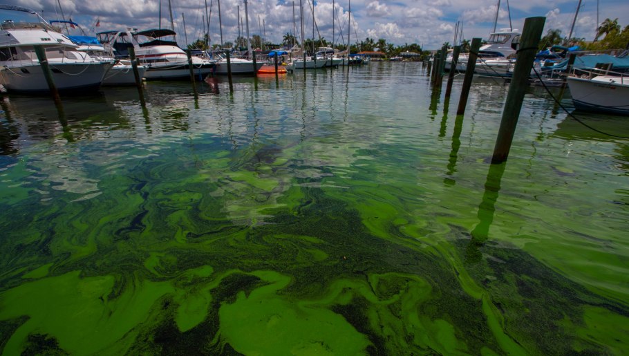 Бурые водоросли ламинария