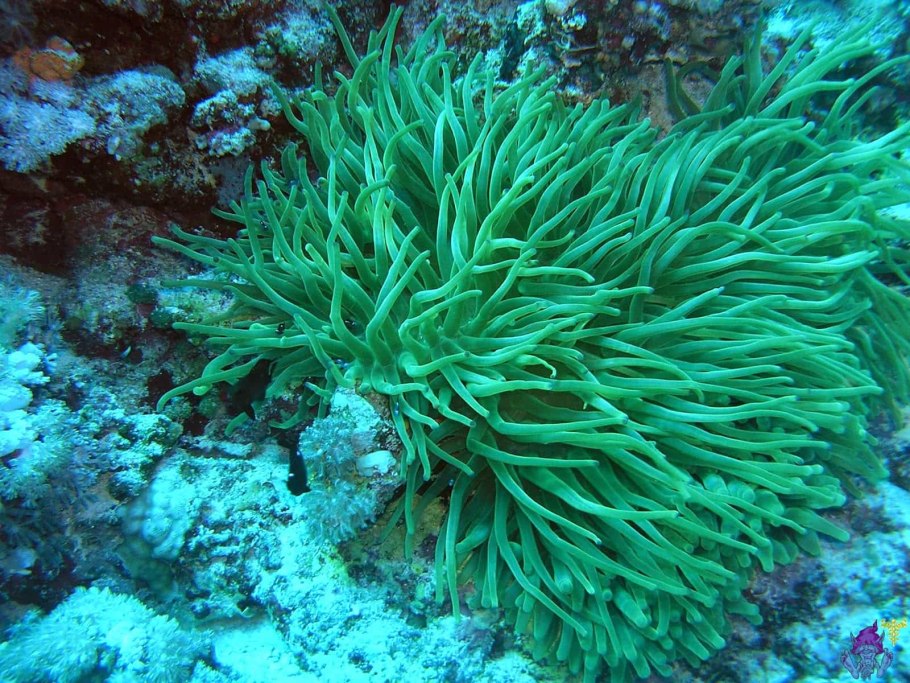 Морские водоросли ламинария