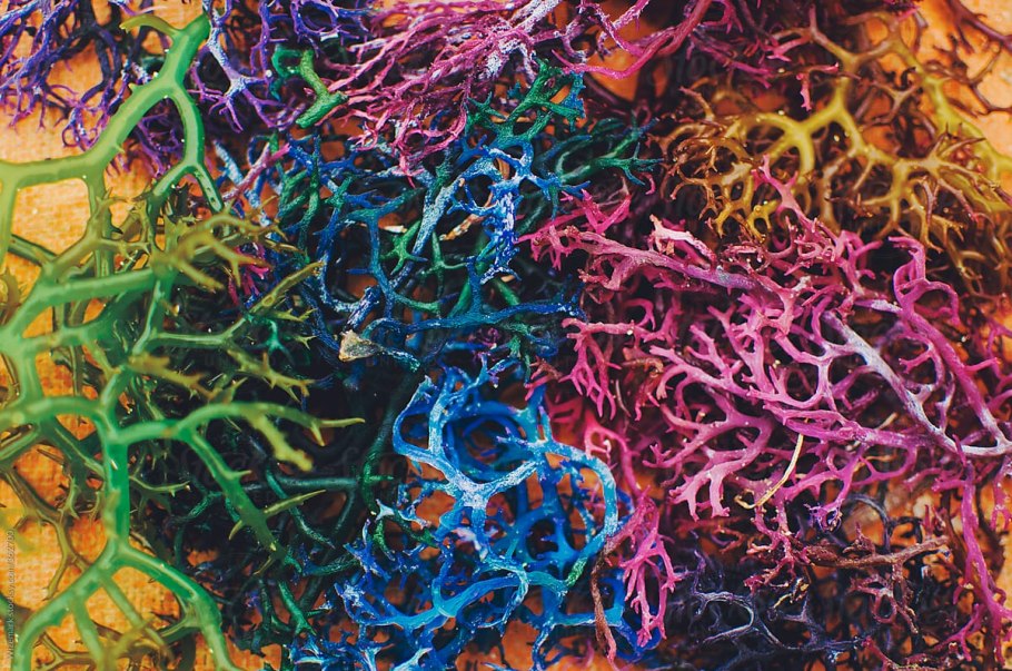 Синезеленые водоросли