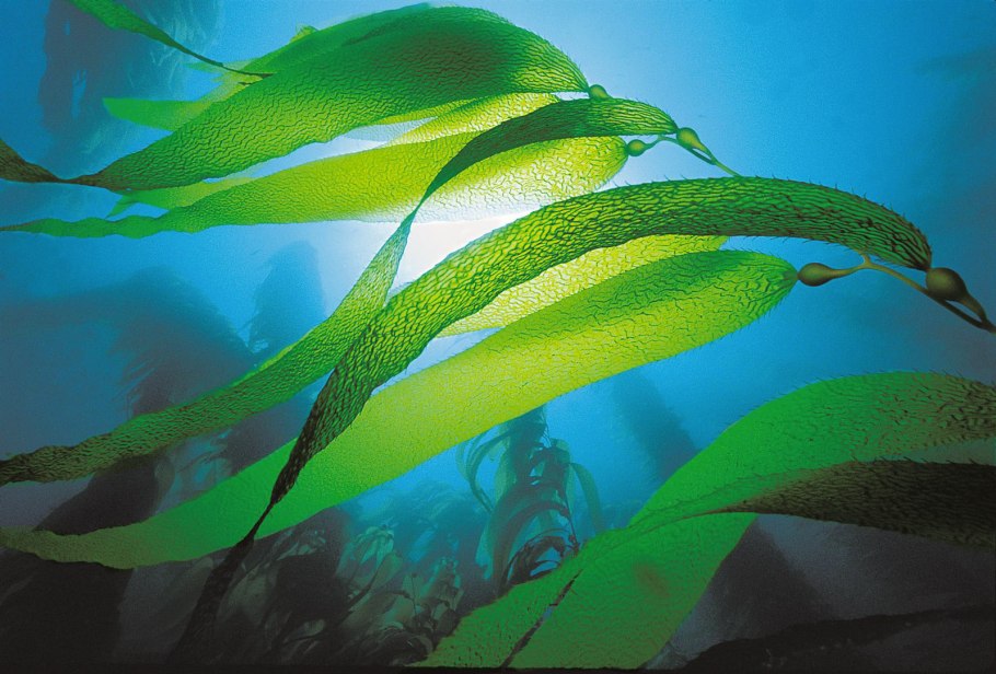 Кораллы Эстетика