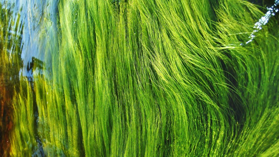 Флорида водоросли зелёные