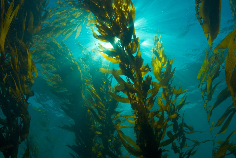 Бациллариофициевые водоросли Средиземное море