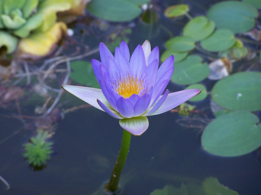 Дигиталис мертоненсес