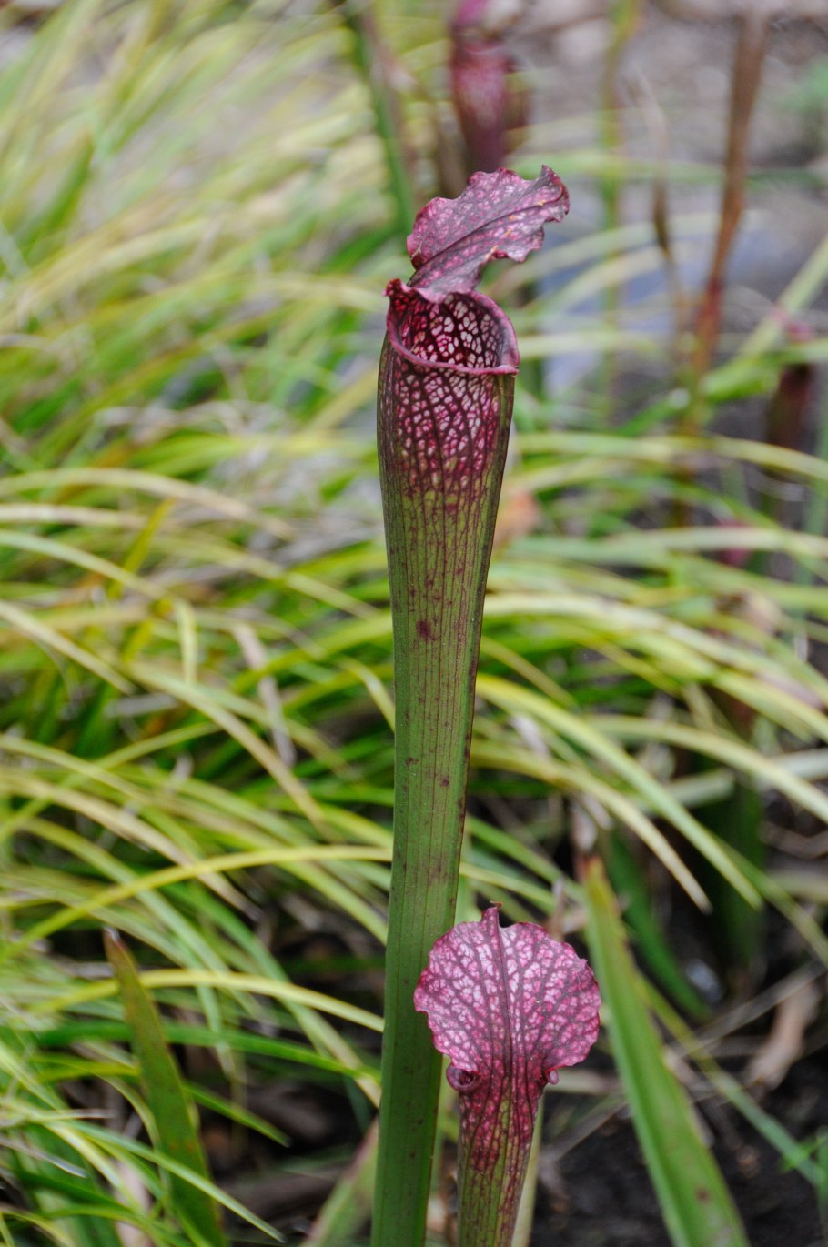 Нимфея Капская